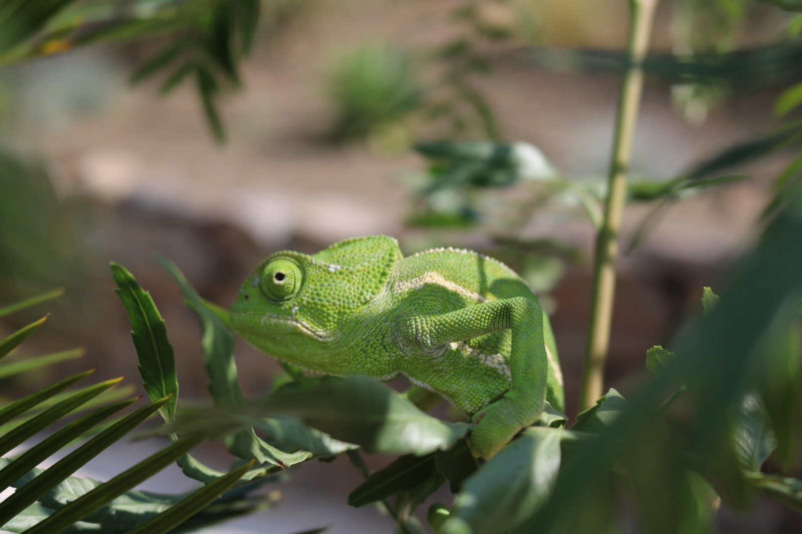 Fauna im Garten